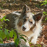 Looping participe au concours pour gagner de l'argent avec cette photo : attentive, border_collie, branches, canine, dog, ears_up, foliage, forest, fur, leaf_litter, lying_down, nature, nose, outdoor, paws, pet, portrait, sunlight, tricolor, woodland