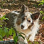 attentive, border_collie, branches, canine, dog, ears_up, foliage, forest, fur, leaf_litter, lying_down, nature, nose, outdoor, paws, pet, portrait, sunlight, tricolor, woodland