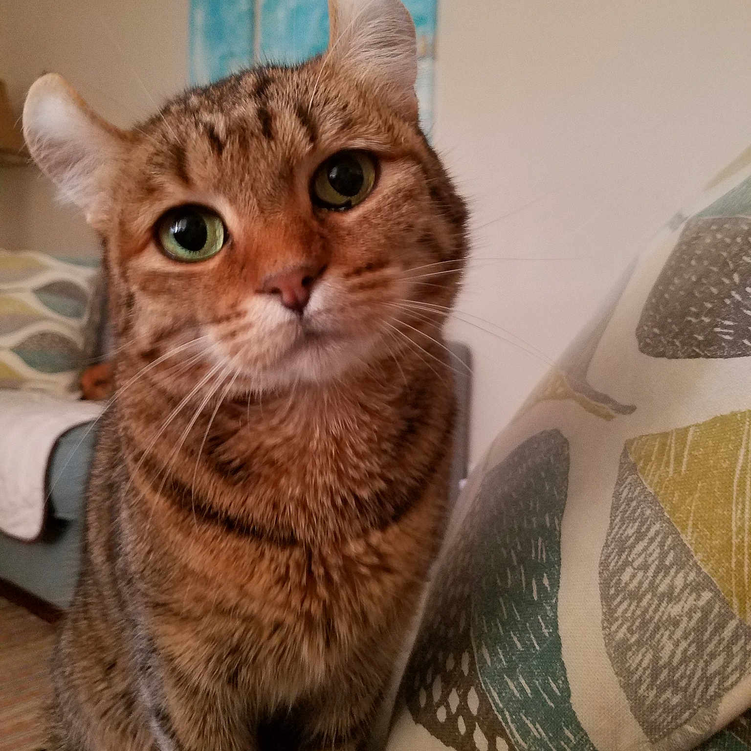 Lady Jane is registered to the contest to win money with this photo: american_shorthair, arabian_mau, asian, australian_mist, carnivore, cat, domestic_short_haired_cat, dragon_li, european_shorthair, felidae, german_rex, kitten, mammal, ocicat, pixie_bob, scottish_fold, small_to_medium_sized_cats, tabby_cat, vertebrate, whiskers