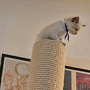 Asya participe au concours pour gagner de l'argent avec cette photo : kitten, cat, scratching_post, rope, blue_ribbon, indoor, wall, artwork, framed_pictures, furniture, pet, animal, cute, small, white, fur, young, looking, perched, home