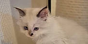 Asya participe au concours pour gagner de l'argent avec cette photo : kitten, cat, fluffy, white, ears, animal, pet, cute, furry, indoor, soft, cozy, curious, young, small, feline, playful, domestic, closeup, resting