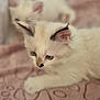 Asya a rejoint le concours — aidez-le/la à gagner de superbes lots ! kitten, cat, white_fur, blue_eyes, soft_blanket, paw_prints, cute, fluffy, pet, animal, indoor, sleepy, close_up, young_animal, feline, resting, blurred_background, cozy, adorable, companion