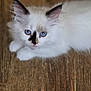 Anisya a rejoint le concours — aidez-le/la à gagner de superbes lots ! kitten, cat, blue_eyes, white_fur, fluffy, pet, animal, wooden_floor, close_up, indoor, cute, young, feline, portrait, small, domestic_animal, whiskers, ears, face, lying_down