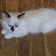 Anisya a rejoint le concours — aidez-le/la à gagner de superbes lots ! kitten, cat, blue_eyes, white_fur, black_marking, fluffy, pet, animal, wood_floor, indoor, cute, small, fur, whiskers, ears, lying_down, looking, domestic_animal, young, mammal