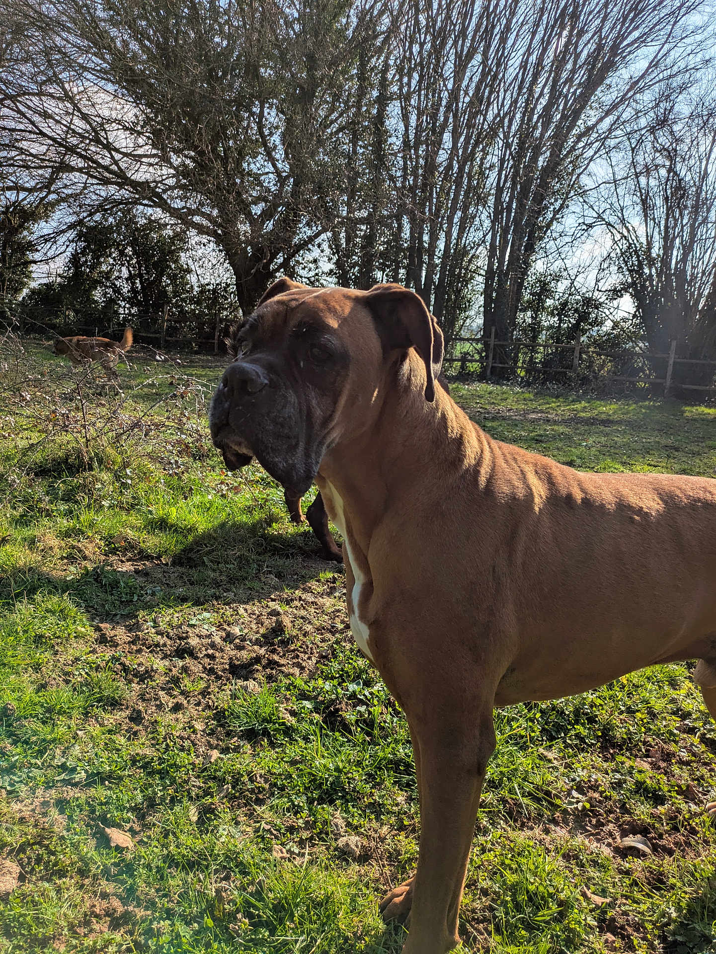 Youyou participe au concours pour gagner de l'argent avec cette photo : dog, outdoor, grass, tree, fence, sunlight, animal, nature, pet, canine, brown_dog, daylight, field, bare_trees, mammal, alert, standing, park, yard, companion