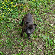 Boulette participe au concours pour gagner de l'argent avec cette photo : dog, brindle, outdoor, grass, dirt, plants, yellow_flowers, pet, animal, canine, nature, greenery, looking_up, curious, small_dog, earth, flora, garden, young_dog, daylight