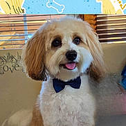 Ollie is registered to the contest to win money with this photo: dog, bow_tie, fluffy, pet, indoor, couch, happy, tongue_out, brown_and_white, window_blinds, decor, home, smiling, close_up, furry, domestic_animal, sitting, cute, portrait, canine