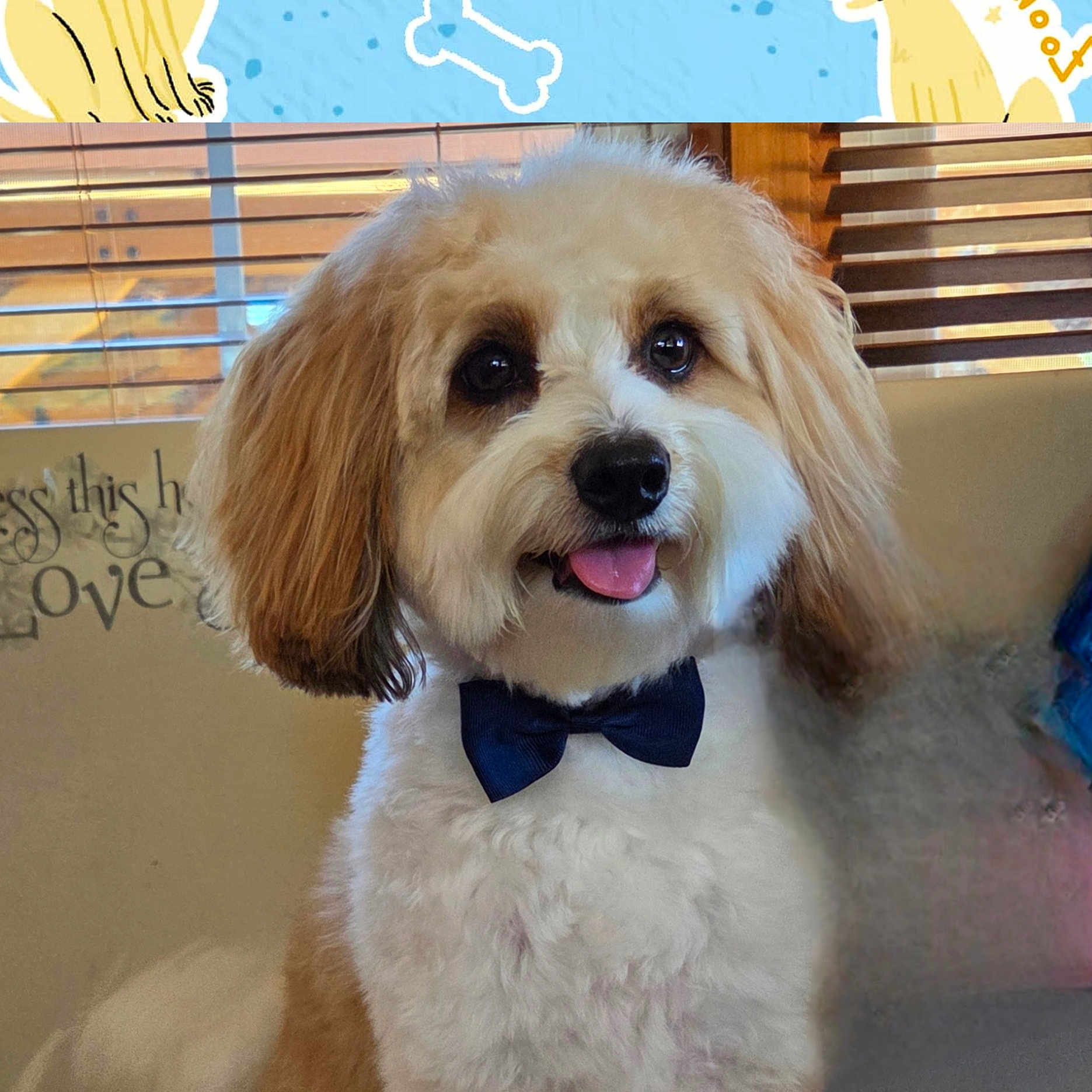 Ollie is registered to the contest to win money with this photo: bow_tie, brown_and_white, canine, close_up, couch, cute, decor, dog, domestic_animal, fluffy, furry, happy, home, indoor, pet, portrait, sitting, smiling, tongue_out, window_blinds