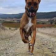 Smily participe au concours pour gagner de l'argent avec cette photo : active, animal, brown_dog, cloudy, dirt_path, dog, ears_up, energetic, field, happy, hill, landscape, nature, outdoor, pet, running, rural, sky, tongue_out, white_chest