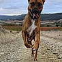 active, animal, brown_dog, cloudy, dirt_path, dog, ears_up, energetic, field, happy, hill, landscape, nature, outdoor, pet, running, rural, sky, tongue_out, white_chest