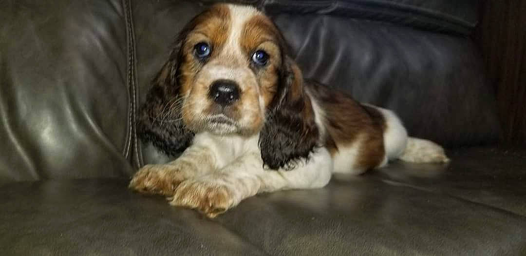 Ramona joined the competition — help win amazing prizes! basset_hound, canidae, carnivore, cocker_spaniel, companion_dog, dog, dog_breed, fawn, fur, hound, liver, puppy, scent_hound, spaniel, sporting_group, terrestrial_animal, toy, toy_dog, whiskers, working_animal