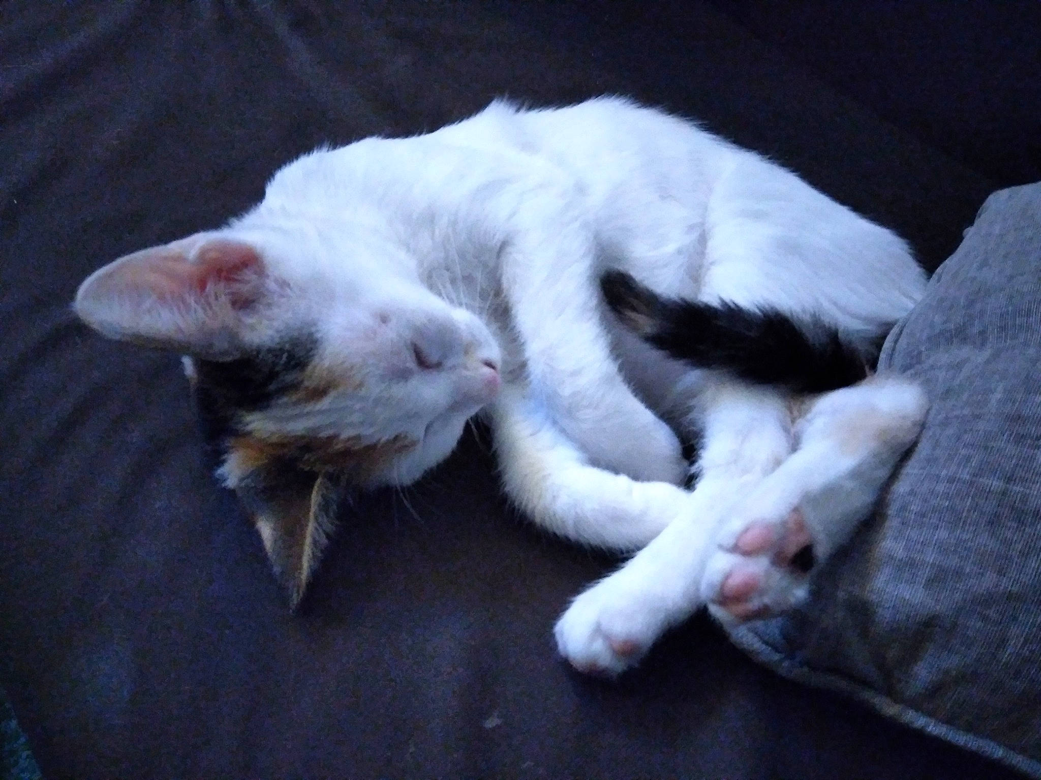 Chipie participe au concours pour gagner de l'argent avec cette photo : canidae, carnivore, cat, claw, comfort, domestic_short_haired_cat, fawn, felidae, fur, nap, paw, sleep, small_to_medium_sized_cats, tail, whiskers