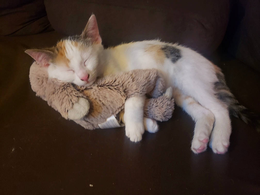 Chipie a rejoint le concours — aidez-le/la à gagner de superbes lots ! carnivore, cat, claw, comfort, domestic_short_haired_cat, eye, fawn, felidae, foot, fur, jaw, nap, paw, sitting, sleep, small_to_medium_sized_cats, snout, tail, whiskers