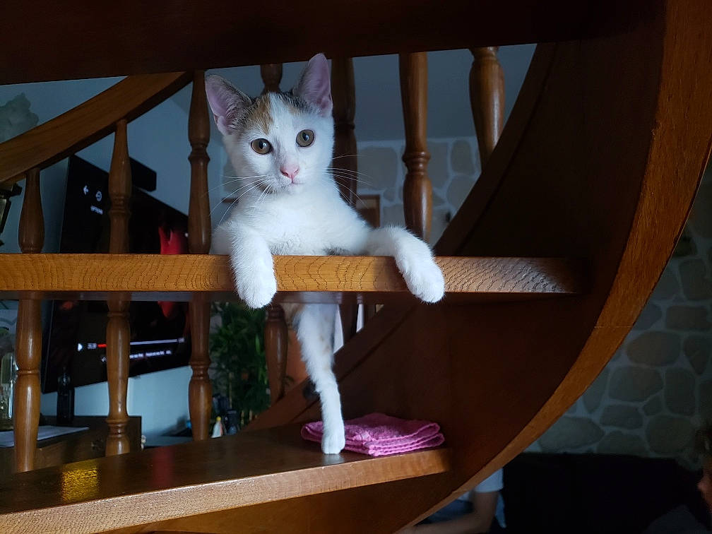 Chipie participe au concours pour gagner de l'argent avec cette photo : animal_shelter, baluster, carnivore, cat, cat_furniture, cat_supply, chair, curtain, domestic_short_haired_cat, fawn, felidae, fur, hardwood, paw, room, sitting, small_to_medium_sized_cats, tail, whiskers, wood