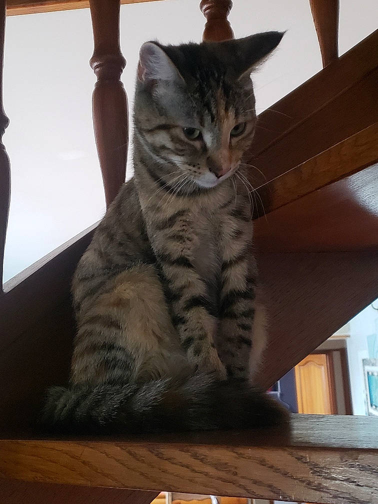 Coquine a rejoint le concours — aidez-le/la à gagner de superbes lots ! carnivore, cat, cat_supply, comfort, domestic_short_haired_cat, door, felidae, flooring, fur, hardwood, paw, sitting, small_to_medium_sized_cats, snout, tail, terrestrial_animal, whiskers, window, wood