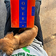 Winston is registered to the contest to win money with this photo: book, clothing, companion_animal, cozy, curled_up, dog, golden_fur, jeans, lap, outdoor, person, pet, photography, power_book, puppy, reading, sleeping, sunlight, sweatshirt, top_down_view