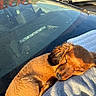 Winston joined the competition — help win amazing prizes! adorable, animal, brown_fur, car, city, curled_up, dog, golden_hour, indoors, jeans, lap, person, pet, puppy, relaxed, sleeping, small_dog, street, sunlight, vehicle