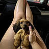 Winston is registered to the contest to win money with this photo: animal, belly_up, brown_fur, car, city_lights, cute, dog, floppy_ears, human_hand, interior, lap, lying_down, manicure, nighttime, passenger_seat, pet, pink_nails, portrait, puppy, vehicle
