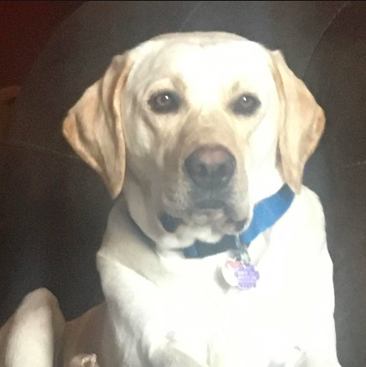 Mozart joined the competition — help win amazing prizes! canidae, carnivore, circle, collar, companion_dog, dog, dog_breed, dog_collar, dog_supply, ear, electric_blue, eye, fawn, non_sporting_group, pet_supply, snout, sporting_group, whiskers, working_animal