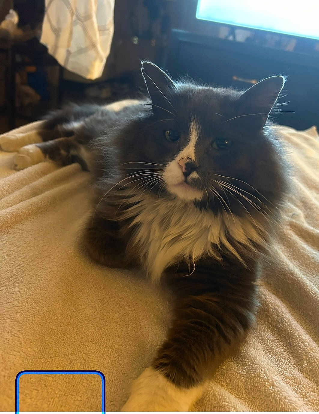 Abbie joined the competition — help win amazing prizes! cat, fluffy, indoor, blanket, feline, pet, relaxed, stretching, soft, fur, whiskers, paw, cozy, mammal, animal, cute, domestic, lying_down, resting, tabby