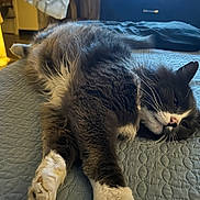 Abbie is registered to the contest to win money with this photo: cat, feline, pet, sleeping, resting, indoor, bed, blanket, fur, whiskers, relaxed, cozy, domestic_animal, paw, closeup, cute, animal, laying_down, household, nap