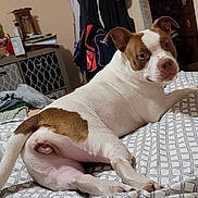 Sadie joined the competition — help win amazing prizes! dog, pitbull, bed, blanket, bedroom, pet, white_and_brown, lying_down, looking_at_camera, ears, paws, indoor, furniture, shelf, backpack, stuffed_toy, mirror, dresser, bedding_pattern, wall_decor