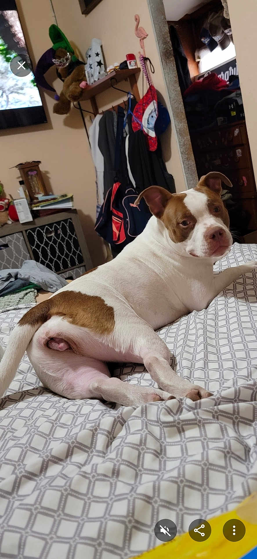 Sadie joined the competition — help win amazing prizes! dog, pitbull, bed, blanket, bedroom, pet, white_and_brown, lying_down, looking_at_camera, ears, paws, indoor, furniture, shelf, backpack, stuffed_toy, mirror, dresser, bedding_pattern, wall_decor