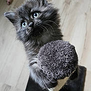 Austin a rejoint le concours — aidez-le/la à gagner de superbes lots ! kitten, cat, gray_fur, blue_eyes, scratching_post, pet, animal, cute, furry, indoor, wooden_floor, toy, playful, young, fur, whiskers, claws, looking_up, small, domestic_cat