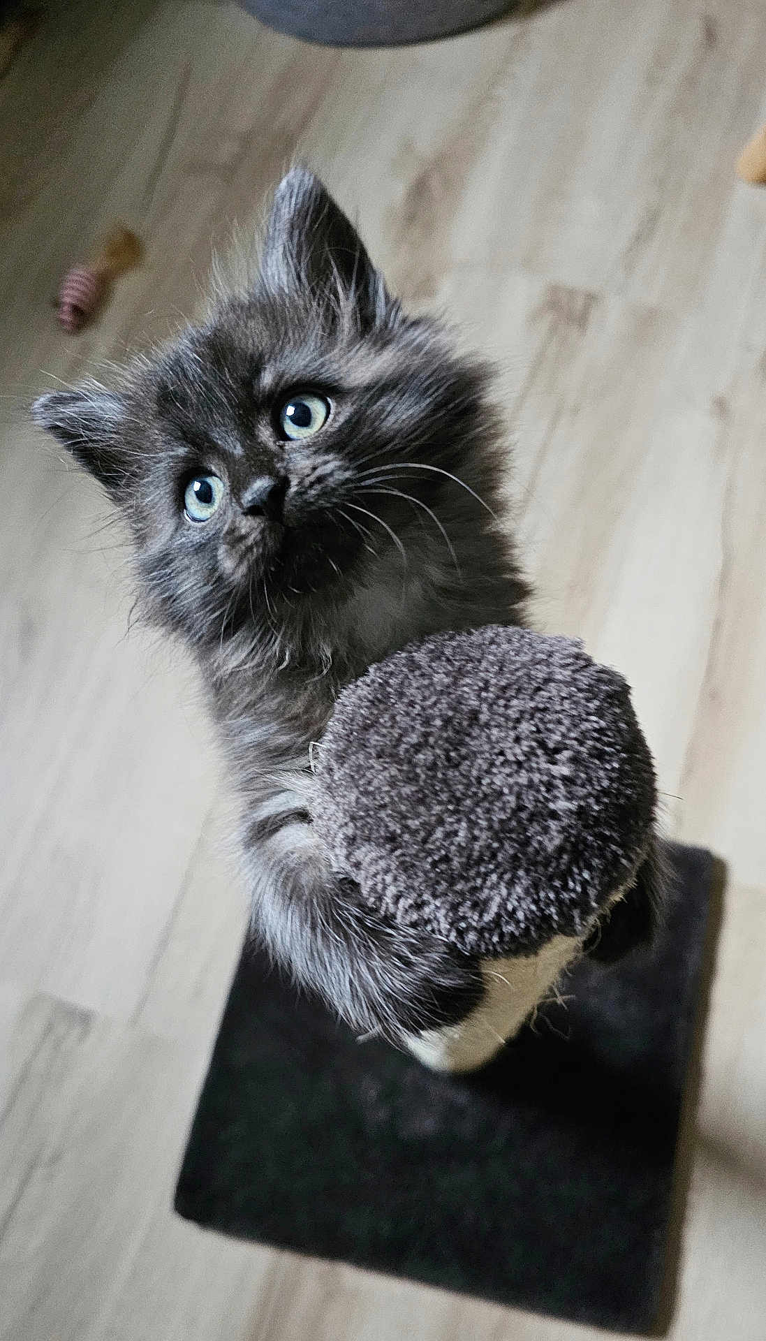 Austin a rejoint le concours — aidez-le/la à gagner de superbes lots ! kitten, cat, gray_fur, blue_eyes, scratching_post, pet, animal, cute, furry, indoor, wooden_floor, toy, playful, young, fur, whiskers, claws, looking_up, small, domestic_cat