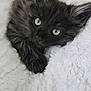 Austin a rejoint le concours — aidez-le/la à gagner de superbes lots ! kitten, cat, black_cat, fluffy, green_eyes, pet, animal, cute, feline, soft, blanket, resting, indoors, close_up, young_cat, whiskers, cozy, relaxed, fur, portrait