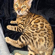 Boi joined the competition — help win amazing prizes! animal, bengal_cat, blanket, cat, closeup, cute, domestic_cat, ears, eyes, feline, fur, indoor, mammal, paws, pet, resting, spotted, striped, tabby, whiskers