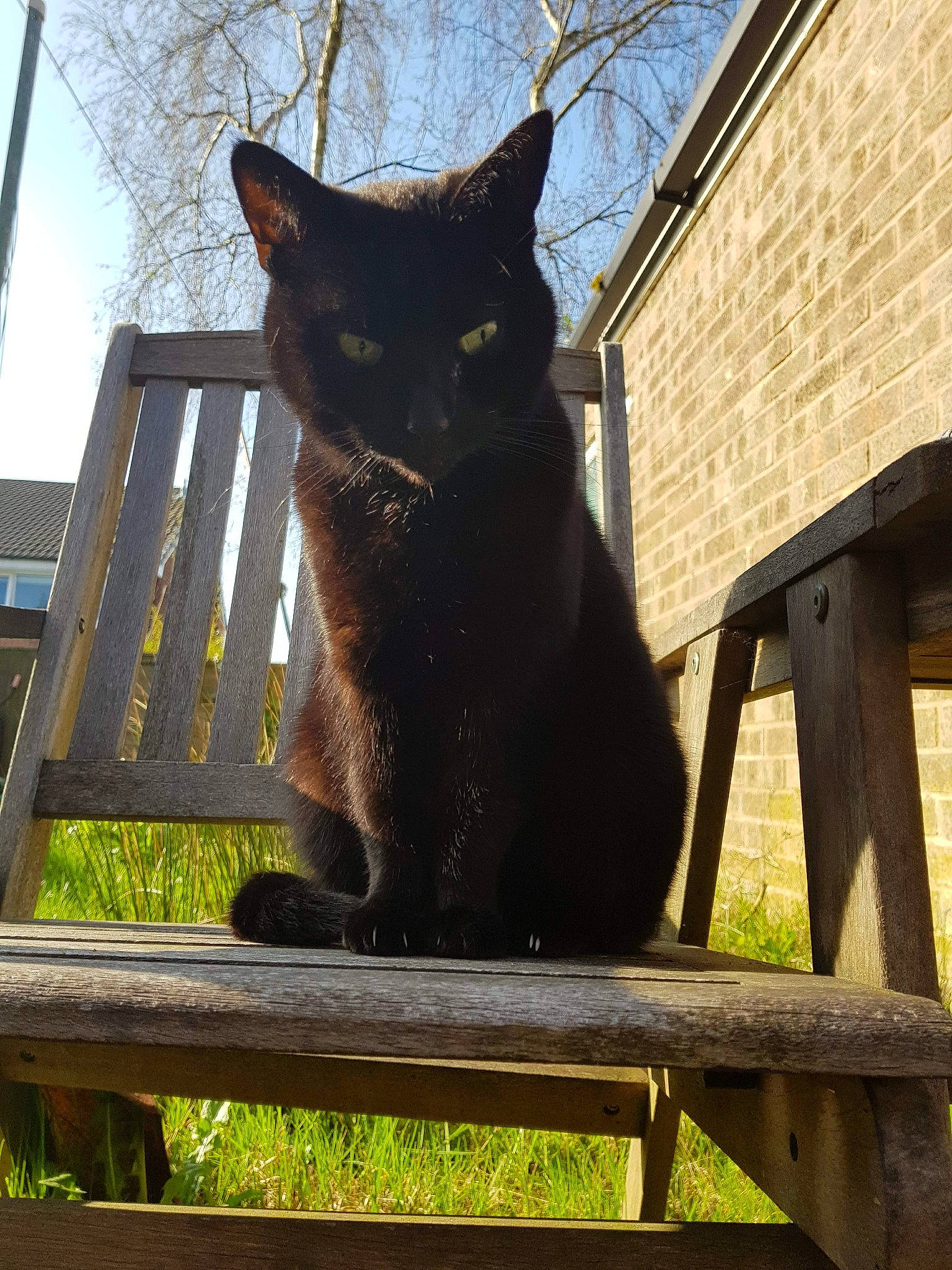 Jessica joined the competition — help win amazing prizes! black_cat, bombay, carnivore, cat, daylighting, felidae, lumber, outdoor_furniture, shade, small_to_medium_sized_cats, snout, sunlight, tail, whiskers, wood