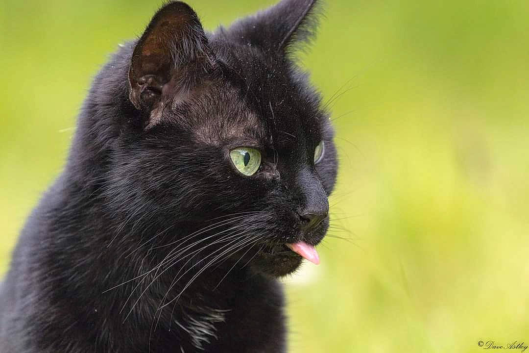 Jessica joined the competition — help win amazing prizes! black, black_cat, bombay, carnivore, cat, close_up, felidae, fur, green, iris, mammal, organ, organism, small_to_medium_sized_cats, snout, terrestrial_animal, vertebrate, whiskers, yellow