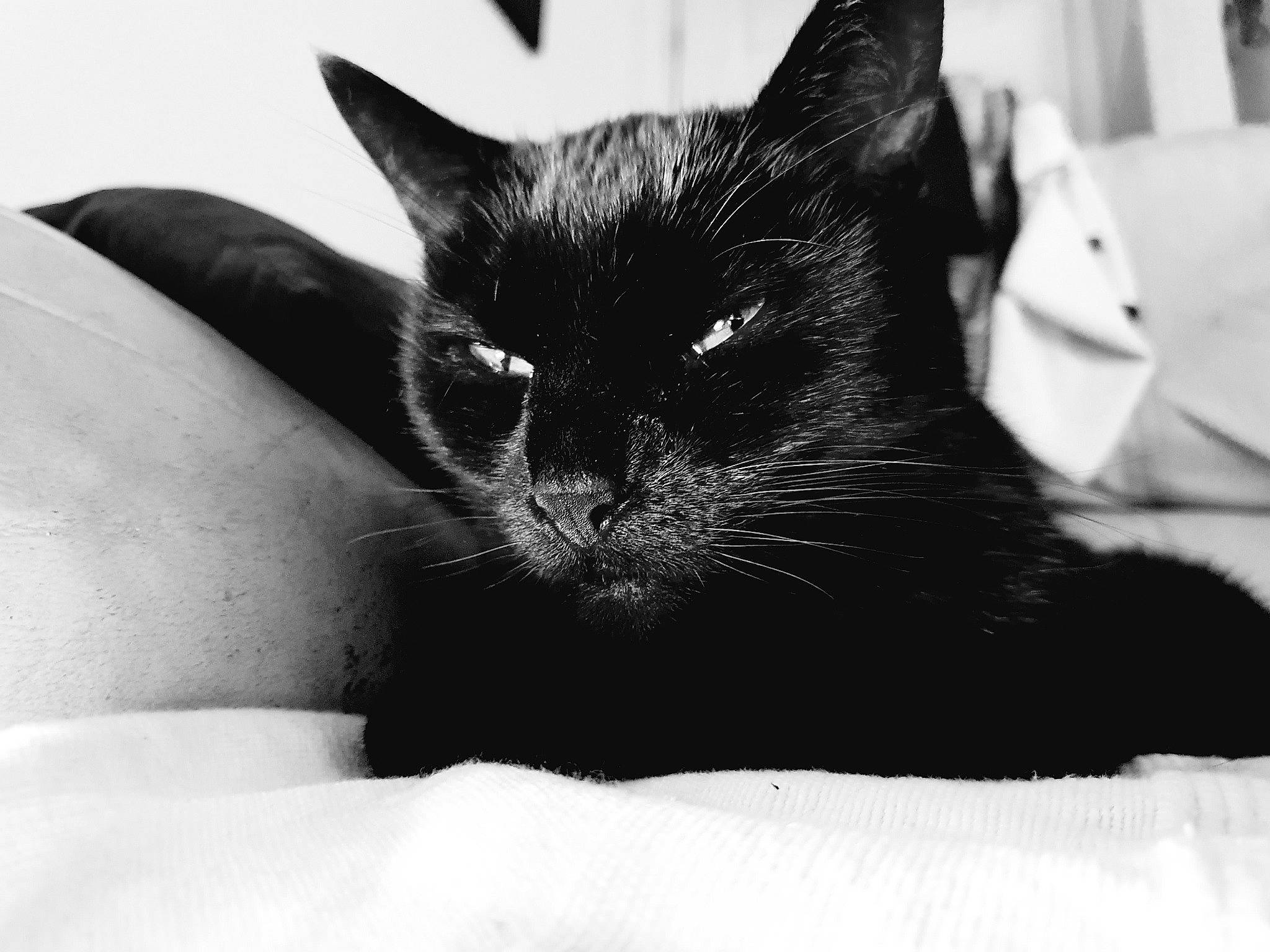 Jessica joined the competition — help win amazing prizes! black, black_and_white, black_cat, carnivore, cat, comfort, felidae, fur, linens, monochrome, monochrome_photography, small_to_medium_sized_cats, snout, stock_photography, style, vertebrate, whiskers