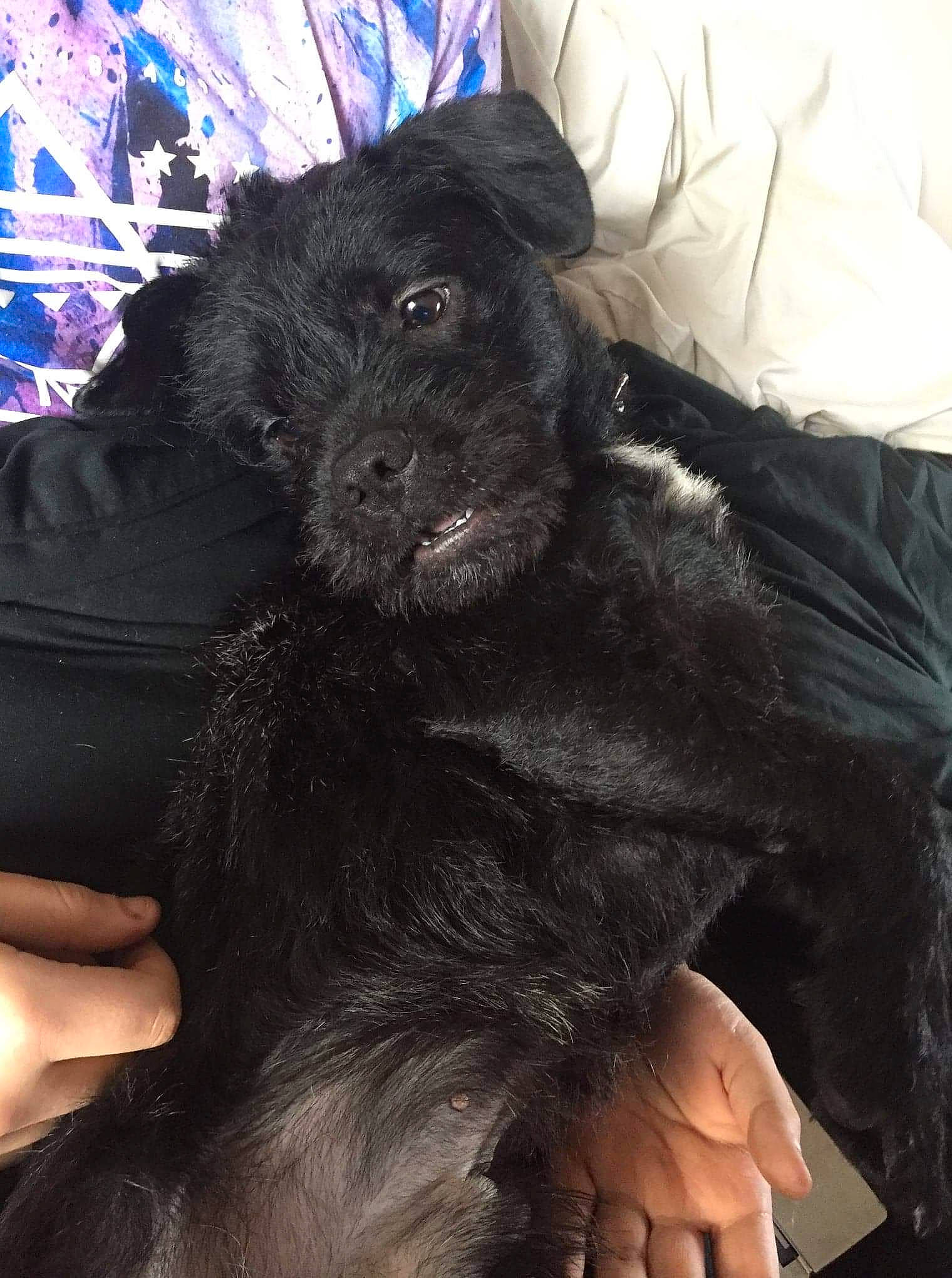 Harry is registered to the contest to win money with this photo: black, canidae, carnivore, comfort, companion_dog, dog, dog_breed, finger, fur, hand, human, nail, skin, snout, sporting_group, terrestrial_animal, thumb, vertebrate, working_animal, wrist