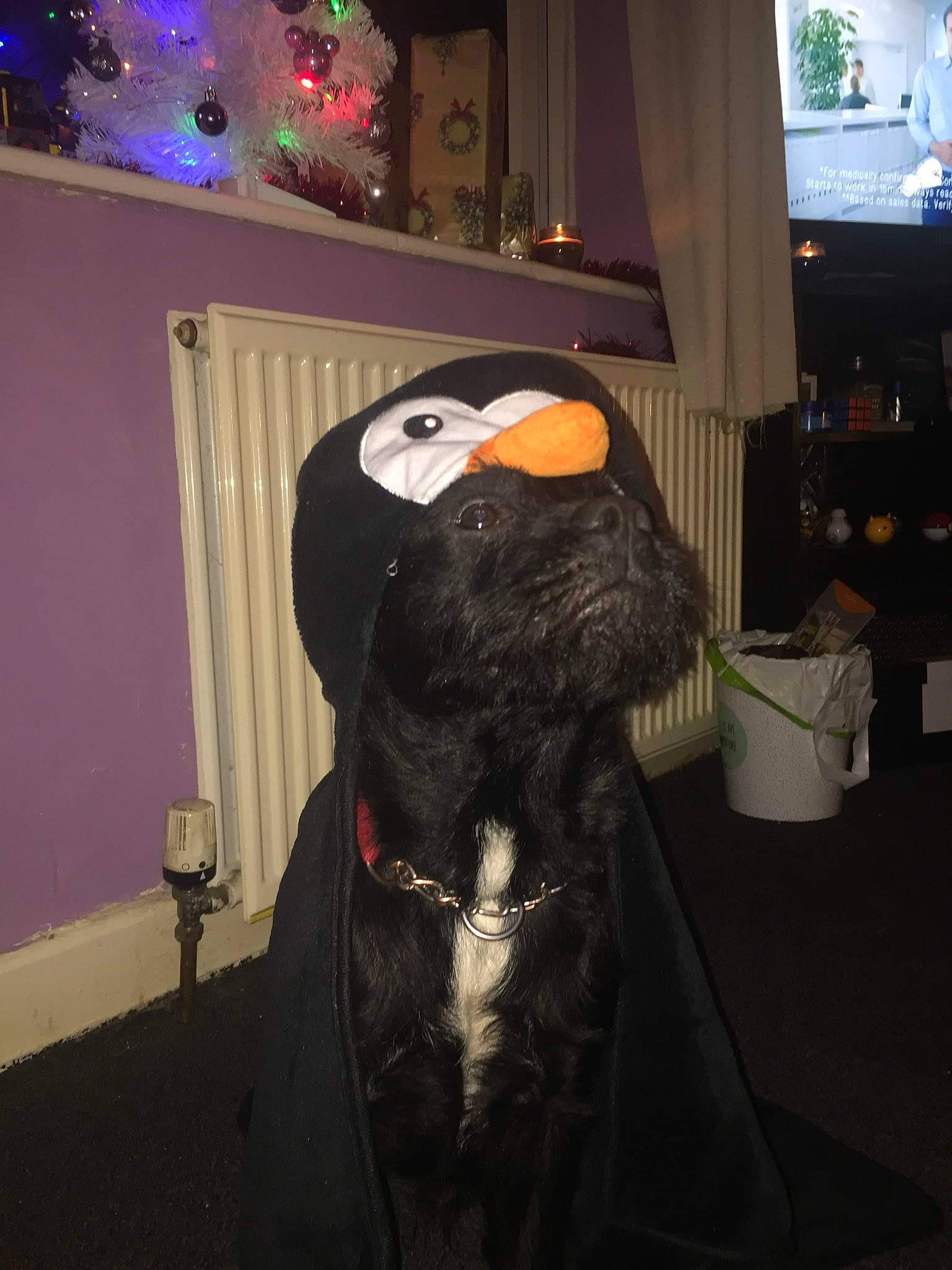 Harry is registered to the contest to win money with this photo: cable_television, christmas_lights, collar, companion_dog, display_device, dog, dog_breed, dog_collar, flat_panel_display, fur, lcd_tv, led_backlit_lcd_display, ornament, pet_supply, snout, sporting_group, television, television_set, terrestrial_animal, working_animal