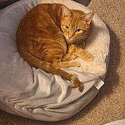 Lenny is registered to the contest to win money with this photo: cat, orange_tabby, pet_bed, carpet, indoor, feline, resting, curled_up, fur, whiskers, ear, tail, metal_bowl, cozy, home, animal, domestic, comfortable, looking_up, relaxed