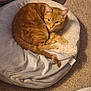 cat, orange_tabby, pet_bed, carpet, indoor, feline, resting, curled_up, fur, whiskers, ear, tail, metal_bowl, cozy, home, animal, domestic, comfortable, looking_up, relaxed