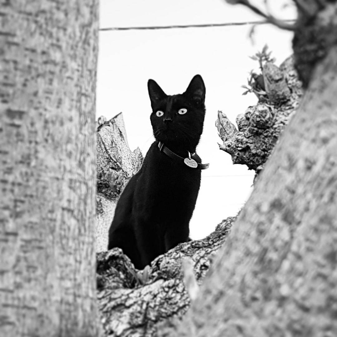 Nioky a rejoint le concours — aidez-le/la à gagner de superbes lots ! asian, black, black_and_white, black_cat, bombay, branch, carnivore, cat, domestic_short_haired_cat, eye, felidae, monochrome, monochrome_photography, photography, plant, small_to_medium_sized_cats, snout, tree, trunk, whiskers