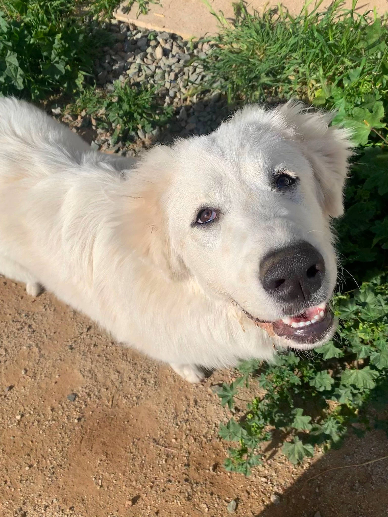 Luna joined the competition — help win amazing prizes! canidae, carnivore, companion_dog, dog, dog_breed, fang, fur, grass, great_pyrenees, kuvasz, livestock_guardian_dog, maremma_sheepdog, plant, polish_tatra_sheepdog, snout, soil, sporting_group, terrestrial_animal, working_animal, working_dog