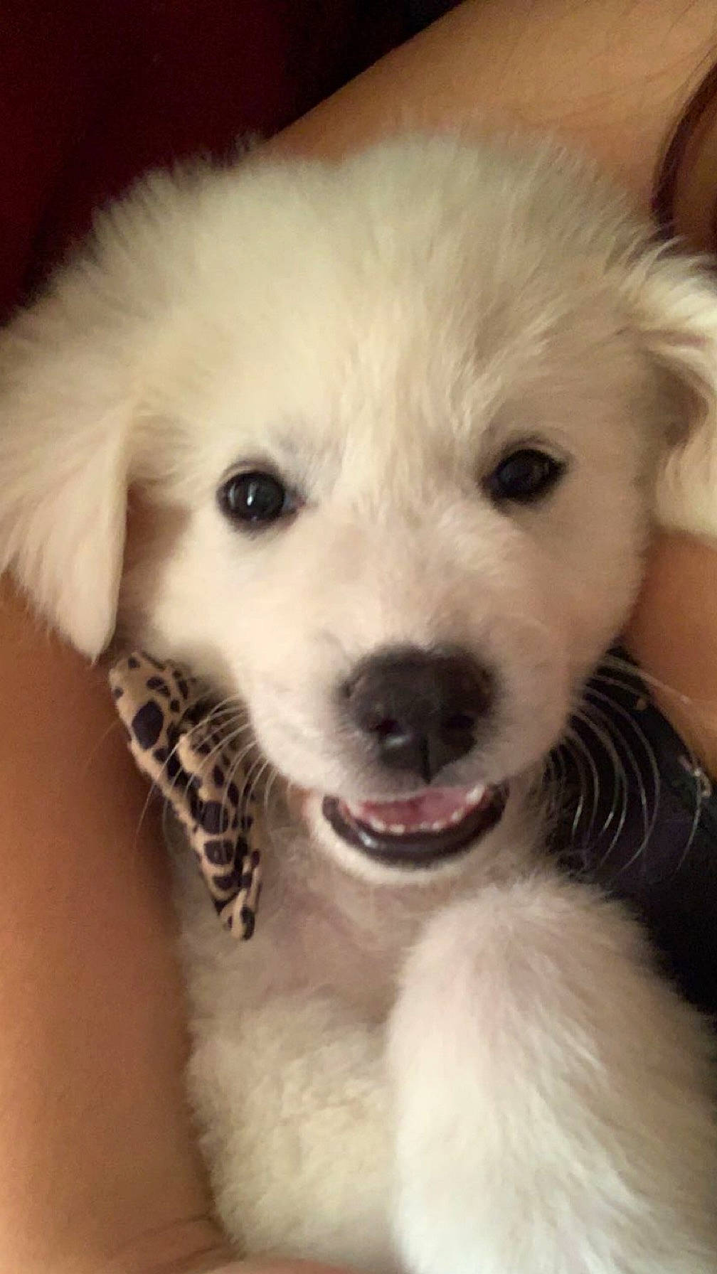 Luna joined the competition — help win amazing prizes! canidae, carnivore, companion_dog, dog, dog_breed, ear, eye, fawn, fur, happy, head, nose, puppy_love, small_terrier, smile, snout, sporting_group, toy_dog, whiskers, working_animal