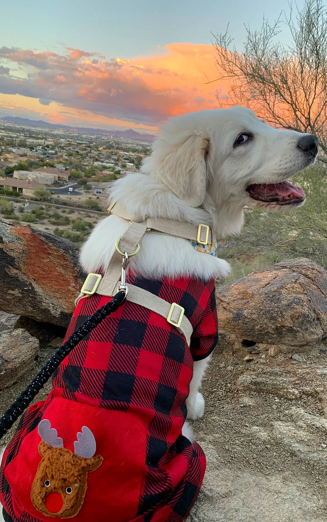 Luna is registered to the contest to win money with this photo: carnivore, cloud, collar, companion_dog, dog, dog_breed, dog_collar, dog_supply, fawn, grass, leash, pattern, plaid, plant, sky, snout, tartan, toy, tree, working_animal
