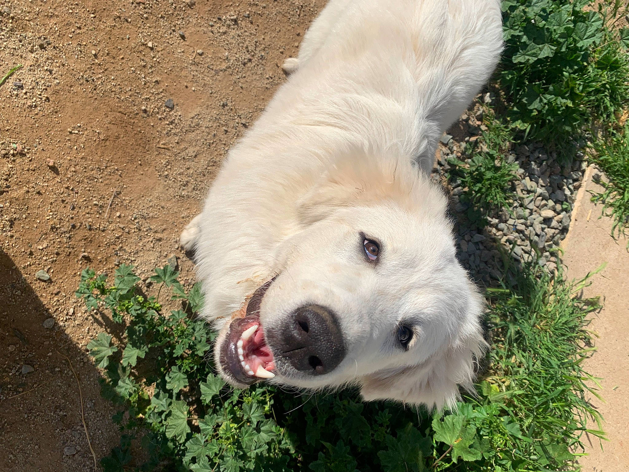 Luna joined the competition — help win amazing prizes! canidae, carnivore, companion_dog, dog, dog_breed, fur, grass, great_pyrenees, kuvasz, livestock_guardian_dog, maremma_sheepdog, plant, polish_tatra_sheepdog, retriever, snout, soil, sporting_group, street_dog, terrestrial_animal, working_animal