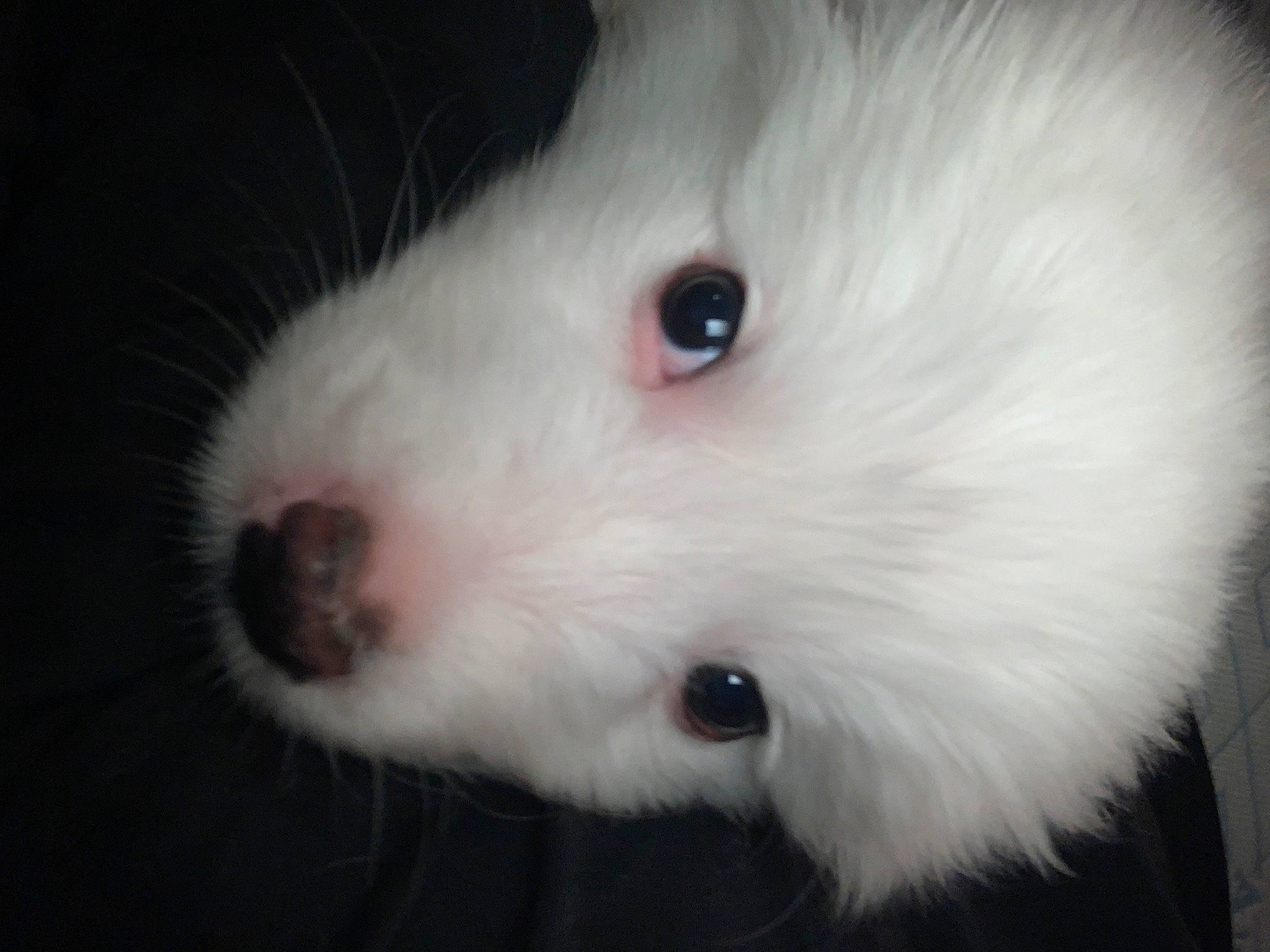 Appa is registered to the contest to win money with this photo: canidae, carnivore, companion_dog, dog_breed, event, fur, hamster, mouse, rodent, sporting_group, terrestrial_animal, whiskers