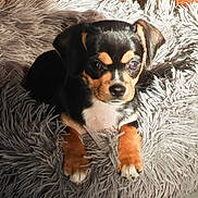 Alma participe au concours pour gagner de l'argent avec cette photo : puppy, dog, small_dog, black_and_tan, fluffy_rug, indoor, pet, cute, fur, animal, canine, lying_down, paws, adorable, young, domestic_animal, soft_texture, relaxing, companion, friend