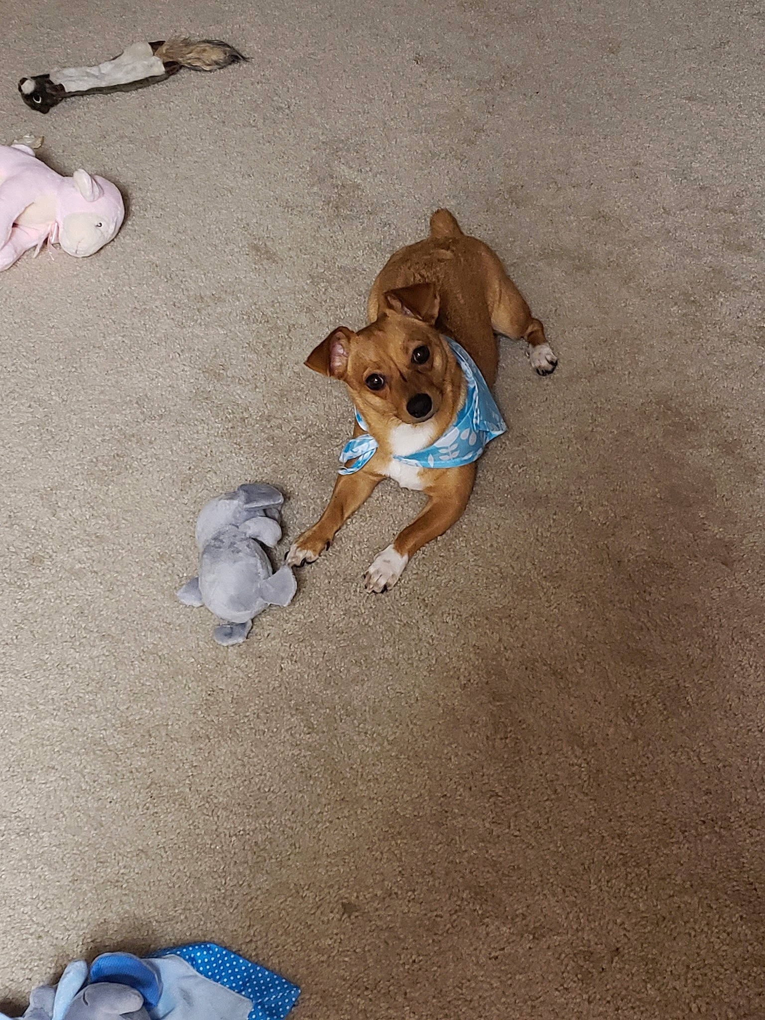 Leila joined the competition — help win amazing prizes! beagle, canidae, carnivore, companion_dog, dog, dog_breed, fawn, floor, flooring, paw, puppy