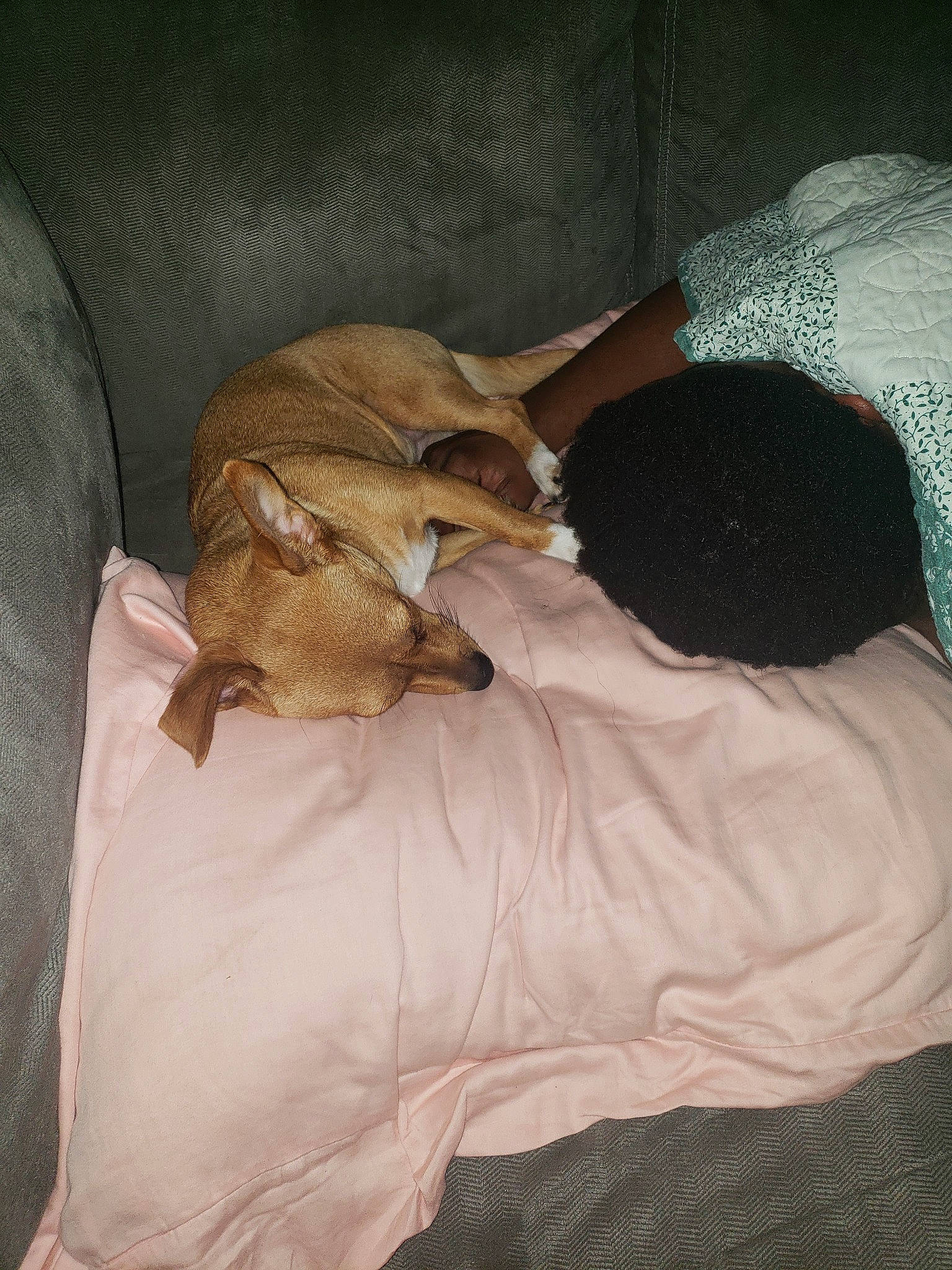 Leila joined the competition — help win amazing prizes! canidae, carnivore, cat, comfort, dog, dog_breed, fawn, felidae, linens, nap, puppy, sleep, tail