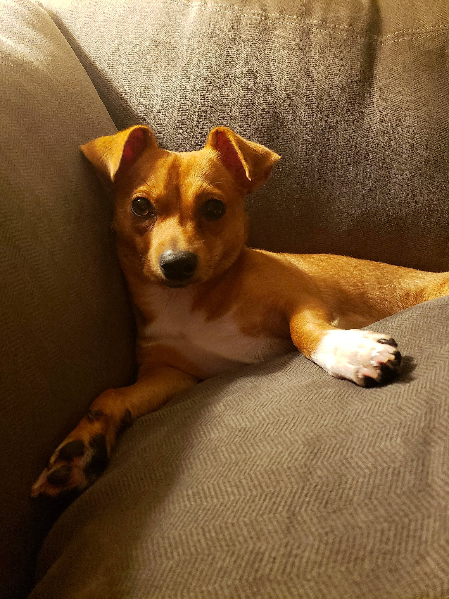 Leila joined the competition — help win amazing prizes! basenji, canidae, carnivore, companion_dog, dog, dog_breed, fawn, feist, irishjacks, mammal, miniature_fox_terrier, puppy, rat_terrier, teddy_roosevelt_terrier, treeing_feist, vertebrate