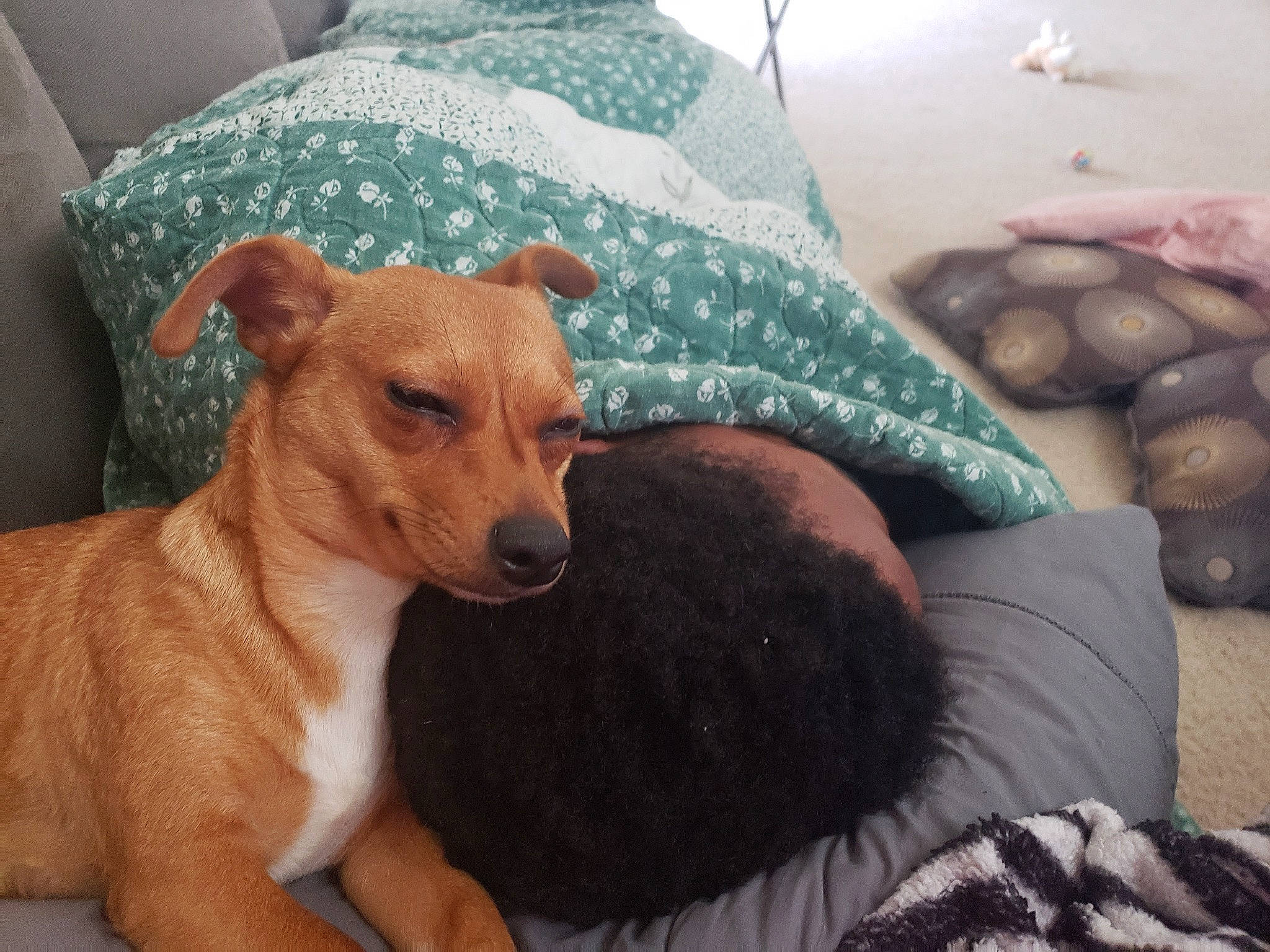 Leila is registered to the contest to win money with this photo: canidae, carnivore, companion_dog, dog, dog_breed, fawn, italian_greyhound, mammal, snout, toy_dog, vertebrate