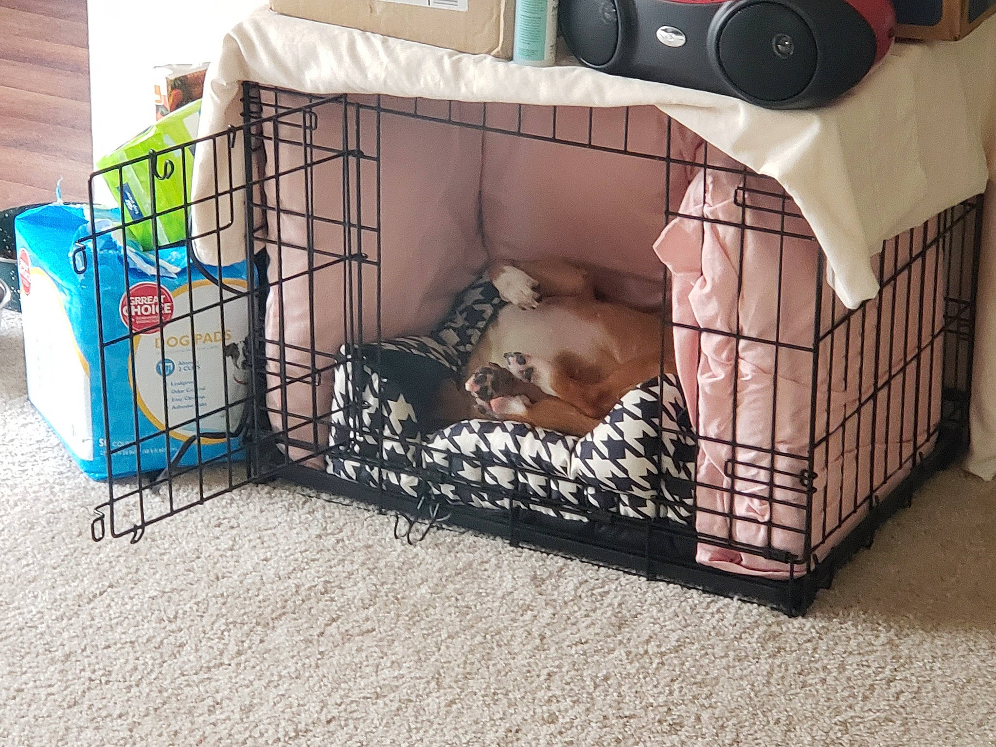 Leila is registered to the contest to win money with this photo: baby_toys, cage, companion_dog, crate, dog_bed, dog_crate, dog_supply, doghouse, kennel, pet_supply, play_yard, puppy
